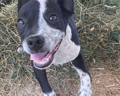 Ferguson - Boston Terrier/Blue Heeler Mix Male Puppy for Adoption