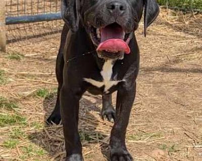 Pascal - Labrador Retriever/Pit Bull Terrier Mix Male Puppy for Adoption