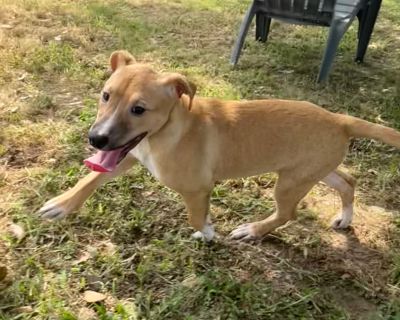 Lucy - Collie & Staffordshire Bull Terrier Mix Female Puppy for Adoption