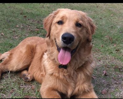 Golden Retriever Puppies Pocatello Classifieds Claz Org