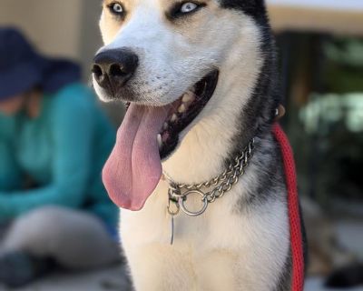 BOLT - Siberian Husky Male Dog for Adoption