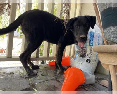 Dog - Labrador Retriever Mix Male Puppy for Adoption