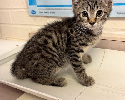 Characteristics Friendly, Curious, Playful Coat length Short Health Vaccinations up to date, spayed / neutered.. Young Male Medium Tabby (Brown / Chocolate)