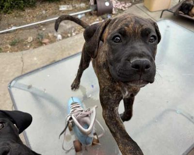 Mitch - Boxer Female Puppy for Adoption