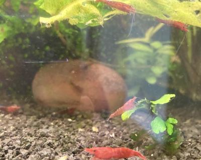Red cherry shrimp