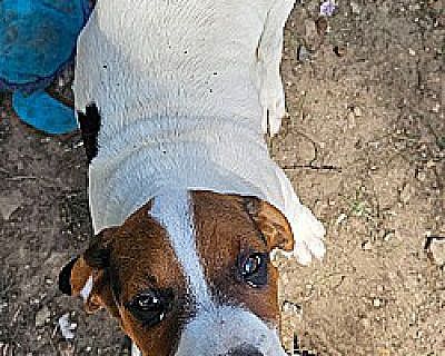 Fozzy - American Bulldog/Hound (Unknown Type) Mix Male Puppy for Adoption