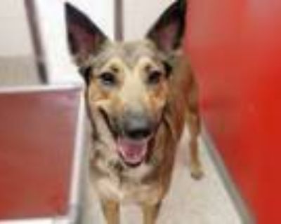 Adopt SHE-RA* a German Shepherd Dog, Mixed Breed
