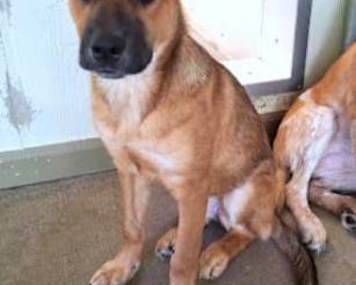 Margo - Australian Cattle Dog/Shepherd (Unknown Type) Mix Female Dog for Adoption