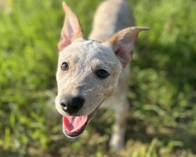 Petrie - Australian Cattle Dog / Blue Heeler & Cattle Dog Mix Male Puppy for Adoption