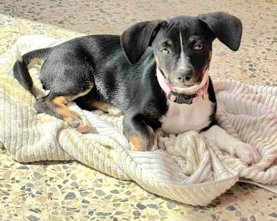ROSE - Labrador Retriever/Basenji Mix Female Puppy for Adoption