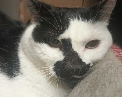 Coco - Domestic Shorthair Female Cat for Adoption