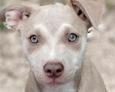 Shaker - Corgi/Boxer Mix Male Puppy for Adoption