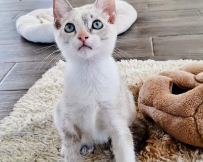 Noki - Siamese Female Cat for Adoption