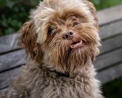 Infrared - Shih Tzu/Mixed Breed (Medium) Mix Male Dog for Adoption