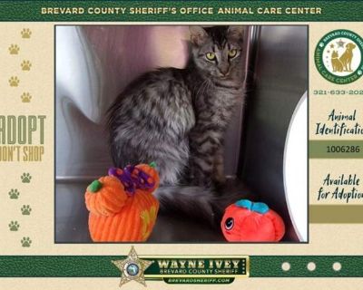 Primary Color: Grey Tabby Weight: 7.3 Age: 2yrs 2mths 1wks. Spayed / Neutered. Breed Domestic Longhair Color Age Adult Sex Female Pet ID 1006286 Hair Length