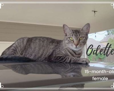 Odette is a regal and sweet cat who has cared for two litters this year. She is recently spayed and ready for a new beginning. We received her (February 2025) from a previous fostering family when she was midway through her first pregnancy. She has been a caring mother and fiercely protective of her kittens. Her litters were born in March and July (4 kittens and 5 kittens). We already have a (L...