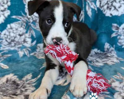 Apollo - Labrador Retriever Male Puppy for Adoption
