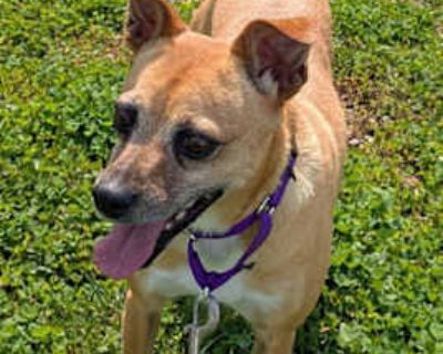 Tippy - Chihuahua/Terrier (Unknown Type, Medium) Mix Female Dog for Adoption
