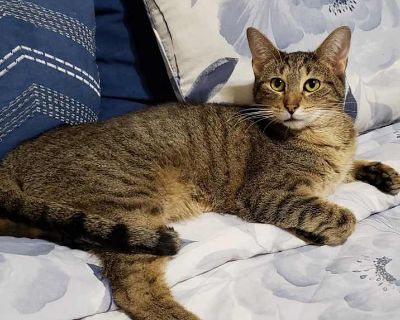 Capellini - Domestic Shorthair Male Cat for Adoption