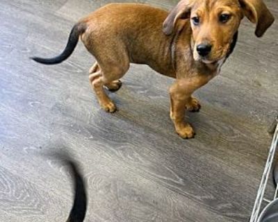 Jax - Beagle/Basset Hound Mix Male Puppy for Adoption