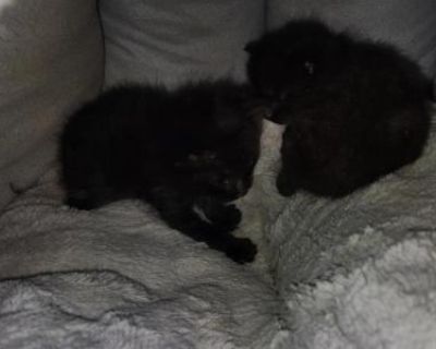 Spookys Kittens - Domestic Male & Female Kitten For Sale