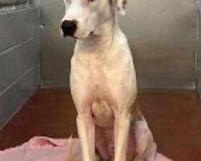 Dude - Great Dane Male Dog for Adoption