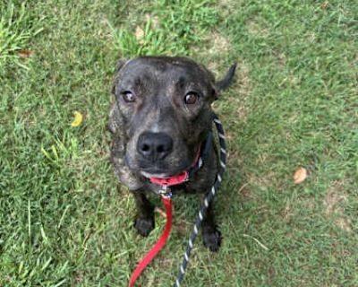 Trinity Walton - American Staffordshire Terrier Female Dog for Adoption