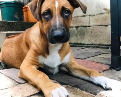 Jacques Cousteau - Boxer & German Shepherd Dog Mix Male Dog for Adoption