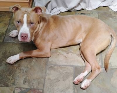 Big Kountry- IN FOSTER - Mixed Breed Male Dog for Adoption