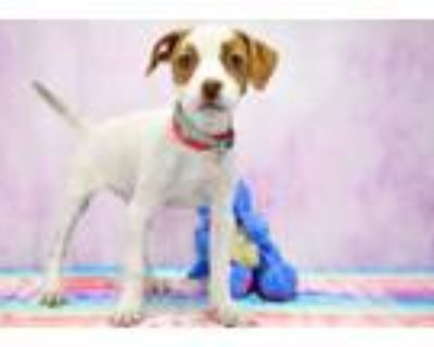 Adopt Vicky a Parson Russell Terrier, Beagle