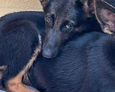 Tessa - German Shepherd Dog Female Puppy for Adoption