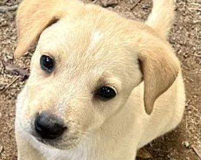 Buttercup - Labrador Retriever/Shepherd (Unknown Type) Mix Female Puppy for Adoption