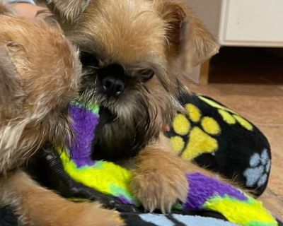 1 Male Brussels Griffon Puppy for Sale