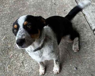 Bailey URGENT - Australian Shepherd Female Dog for Adoption