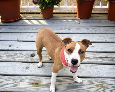 THE FOLLOWING PET IS FOSTERED IN TEXAS BUT AVAILABLE FOR TRANSPORT!!! Details below Meet Penny Penny is a happy, playful pup with the cutest smile and the most expressive ears that seem to have a personality all their own! This sweet girl is full of charm and charisma she loves to cash in on playtime with her siblings, splash in the water like it s her lucky day, and zoom around the yard with j...