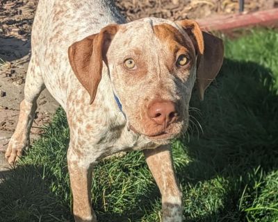 Buzz - German Shorthaired Pointer Male Dog for Adoption