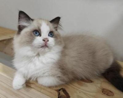 Bicolor Kitten Male - Ragdoll Male Kitten For Sale