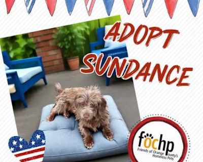 Sundance - Havanese/Standard Schnauzer Mix Male Dog for Adoption