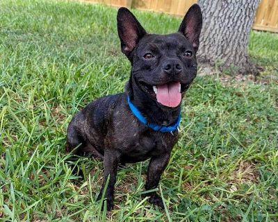 Dante - French Bulldog Mix Male Dog for Adoption