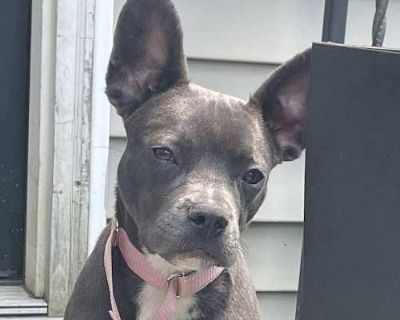 Dewey (p) - French Bulldog/Mixed Breed (Medium) Mix Female Puppy for Adoption