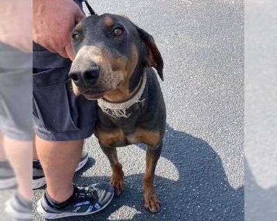 Amos - Doberman Pinscher Male Adult Dog for Adoption