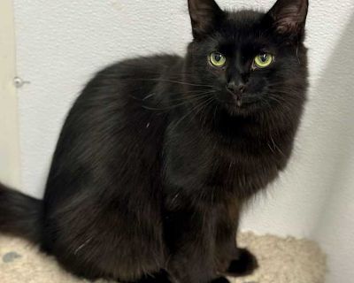 Young. Black (all). Hair: long. Microchipped. Hi, I m Noah! They say good things take time and let s just say, I m living proof of that. When I first arrived at the sanctuary, I was a tiny spitfire with a lot of opinions and not a lot of trust. Humans? No, thank you. But over time (and with plenty of treats), I started to realize hey, maybe people aren t so bad after all. These days, I m still ...