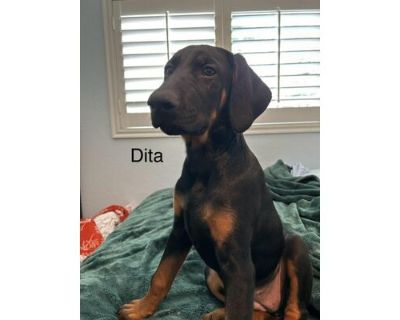 DITA - Doberman Pinscher Female Puppy for Adoption