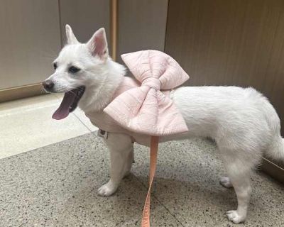 Maesil - Toy Fox Terrier/Jindo Mix Female Puppy for Adoption
