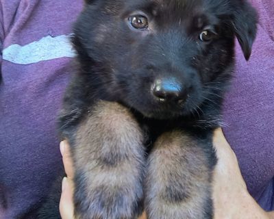 2 Male and 4 Female German Shepherd Dog Puppies for Sale