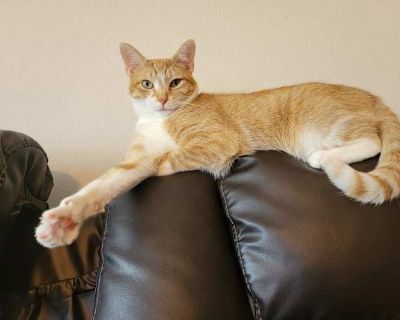 Skitter - Tabby Male Cat for Adoption