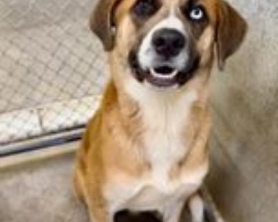 Buddy - Anatolian Shepherd Mix Male Dog for Adoption