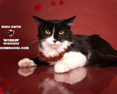 ALEXIS CASTLE - Maine Coon Female Cat for Adoption