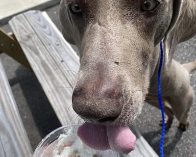 Freddie - Weimaraner Male Dog for Adoption