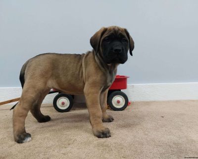 Marcie - English Mastiff Puppy For Sale in Pennsylvania